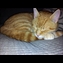 thumbnail Garfield