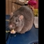 thumbnail Temujin