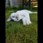 thumbnail lazy Sunday with Herby in the garden