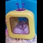 thumbnail Whats on hampster T.V. today?