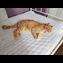 thumbnail Nope you are not making this bed! 